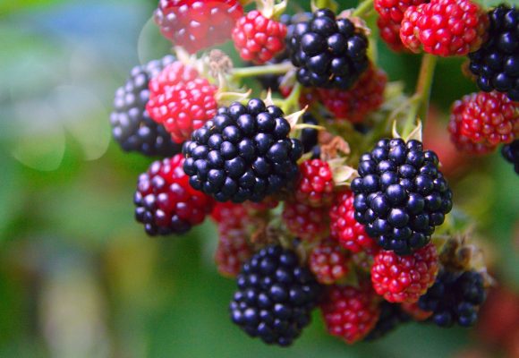 The health benefits of blackberries